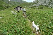 PIZZO ZERNA (2572 m) dalla Valsambuzza con Laghettii di Caldirolo il 24 luglio 2016  - FOTOGALLERY